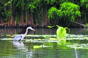 ���ʪ���ڵȴ�׽��Ĳ��ء�