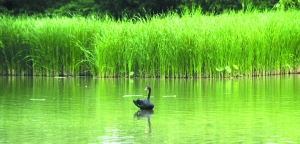 ���ʪ����̬���޸���ʹ�����Ϊ����������Ϣ�غ���תվ��Ŀǰ�۲⵽����156�֣����в������ء����ص���ϡ���֡�ͼΪ�Ӱ��������ĺ���졣