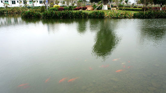 生态园区的河道水质明显改善,河道内有大量鱼虾等各种生物