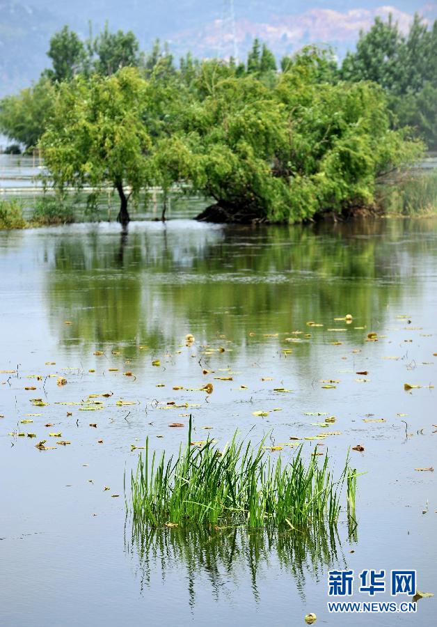 云南滇池水生植被及生物多样性逐步恢复