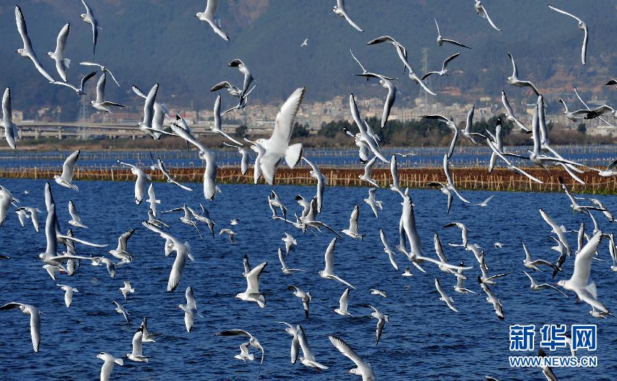 云南滇池水生植被及生物多样性逐步恢复