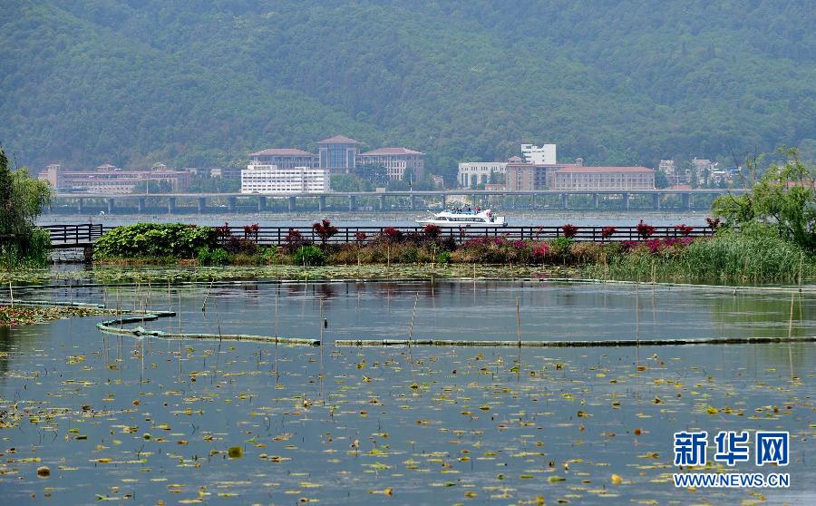 ���ϵ��ˮ��ֲ��������������𲽻ָ�