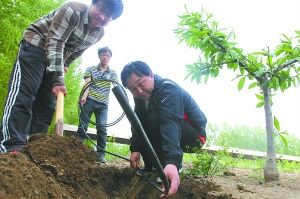 日前,在一家位于北清路附近的种植园区,工作人员将“痕量灌溉”水管埋设在树苗的根部。