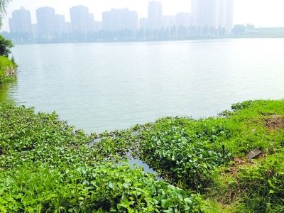 武汉首次尝试水葫芦治污